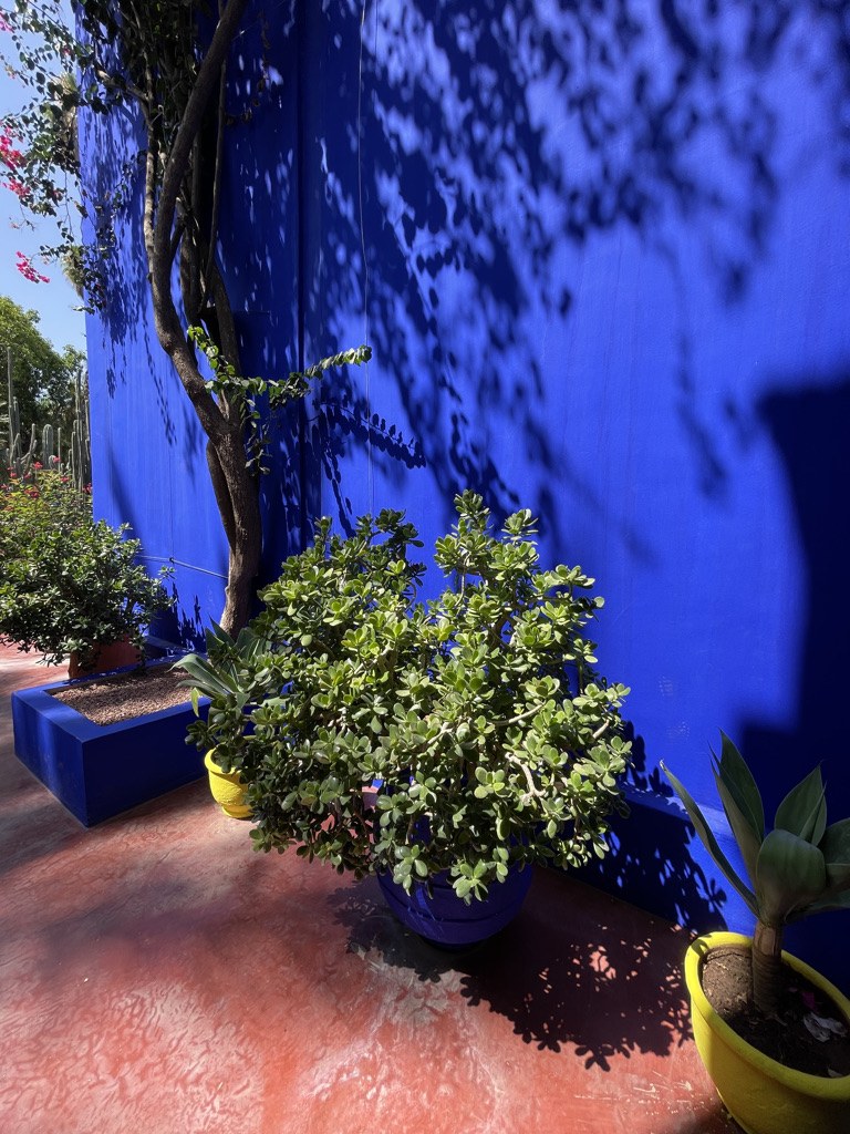 Pots of succulents against the cobalt blue wall of the Jardin Majorelle, in dappled shade