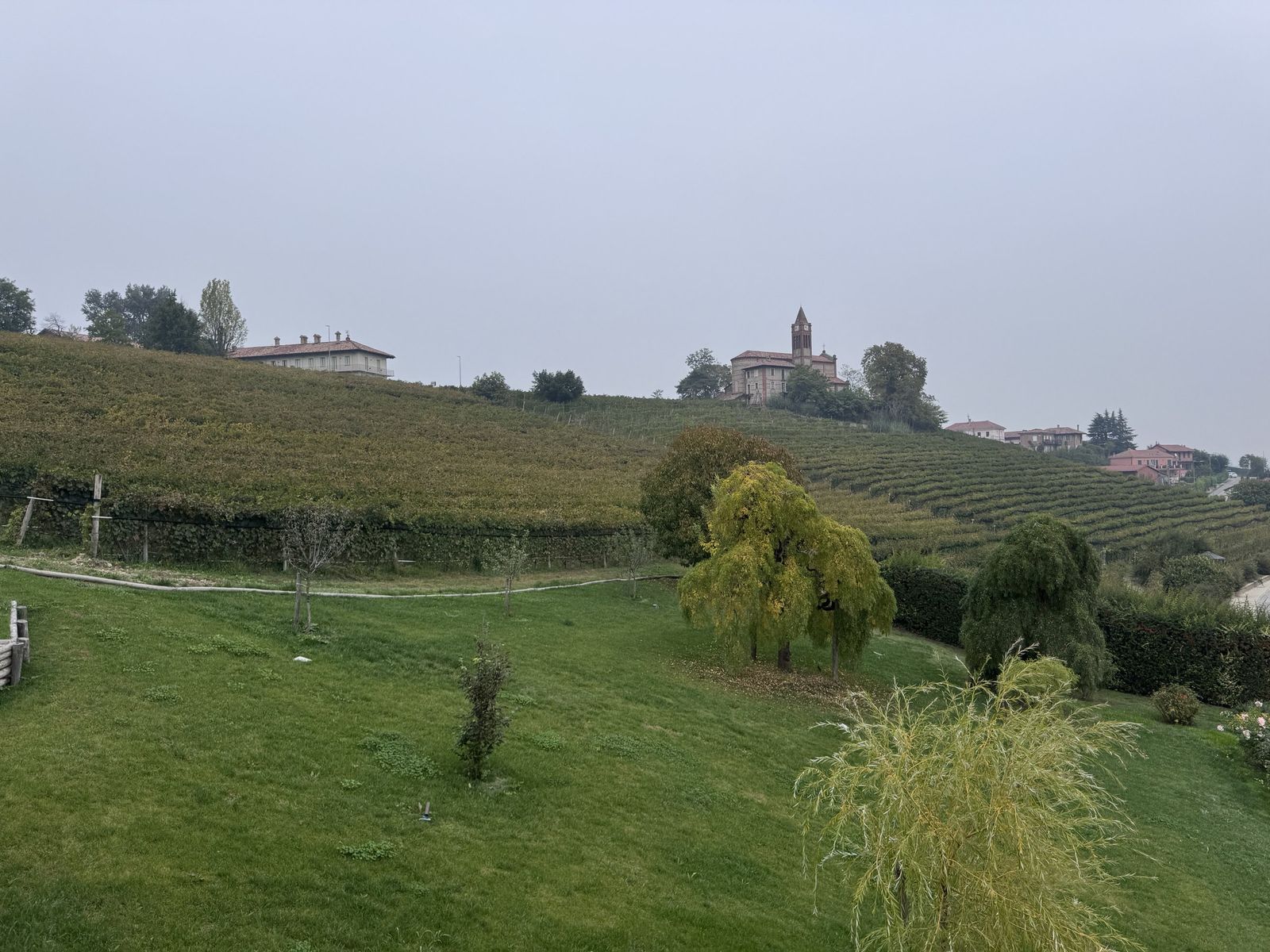 Vineyards on a hillside in the Langhe, with a church and bell tower on the ridge
